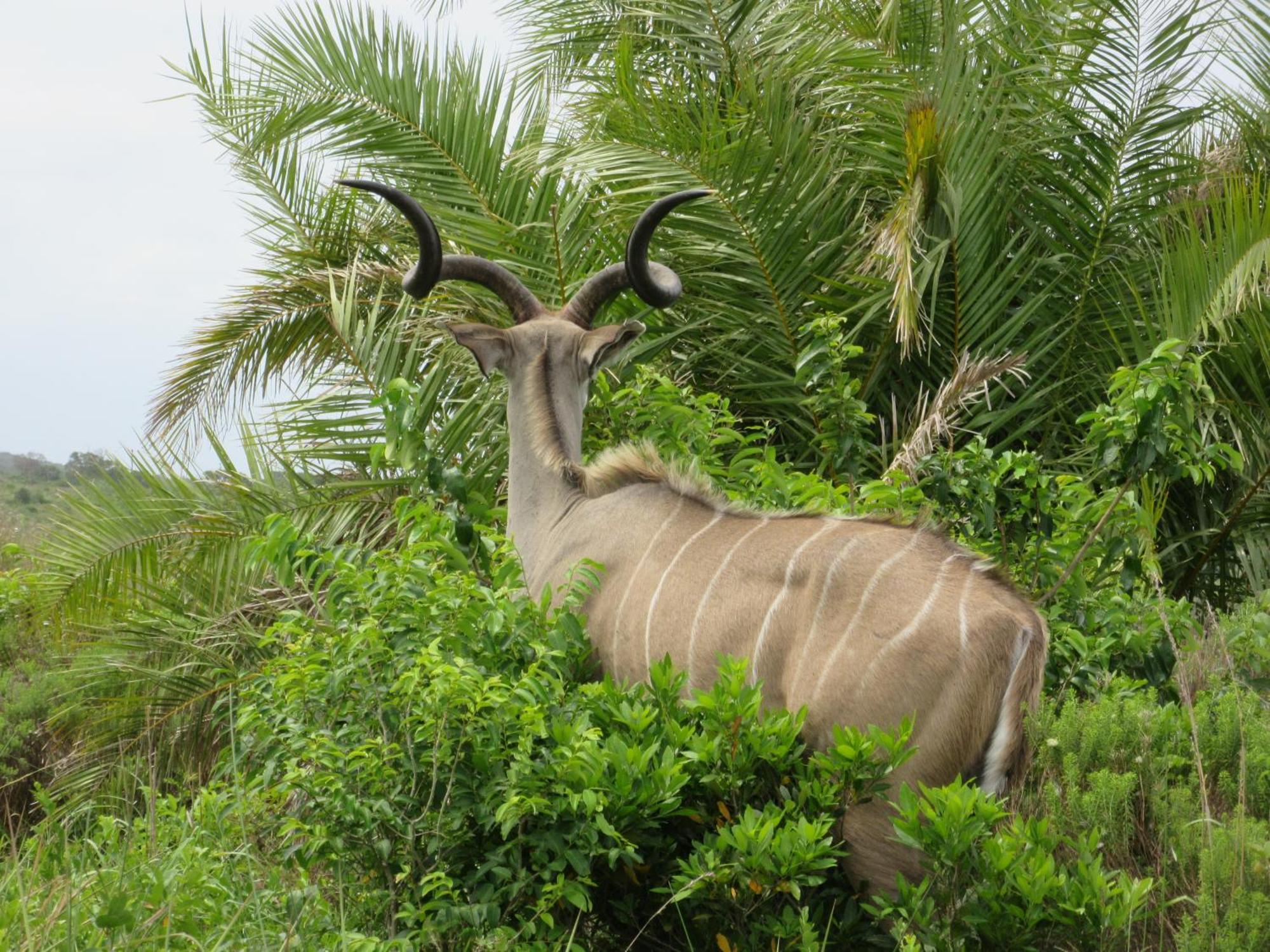 Manzini Chalet No 34 Saint Lucia Estuary Esterno foto